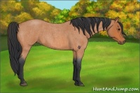 Horse Color:Bay Roan 