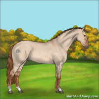 Horse Color:Red Dun Roan 