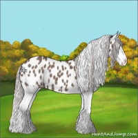 Horse Color:Silver Grullo Splash Appaloosa 