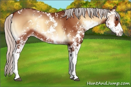 Horse Color:Silver Bay Onyx Sabino 