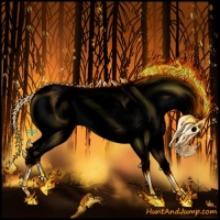 Horse Color:Void White Spotted Bay Dun Splash Appaloosa 