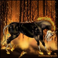 Horse Color:Void White Spotted Bay Dun Splash Appaloosa 