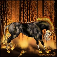 Horse Color:Void White Spotted Brown Dun Appaloosa 