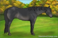 Horse Color:Black 