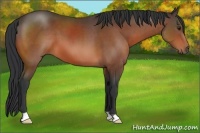 Horse Color:Brown 