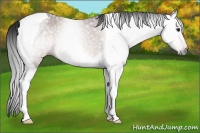 Horse Color:Gray Bay Tobiano Rabicano