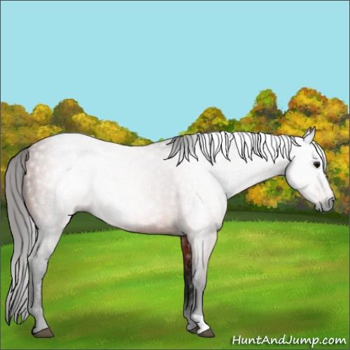 Horse Color:Gray Bay Rabicano 
