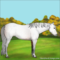 Horse Color:Gray Bay Rabicano 