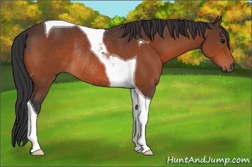 Horse Color:Bay Tobiano Rabicano 