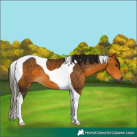 Horse Color:Gray Buckskin Tobiano 