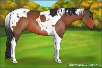 Horse Color:Bay Tobiano 