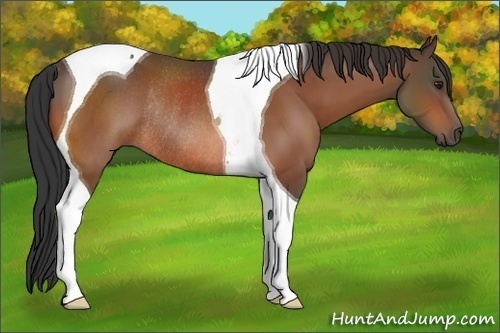 Horse Color:Brown Tobiano Rabicano 