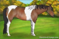 Horse Color:Brown Tobiano Rabicano