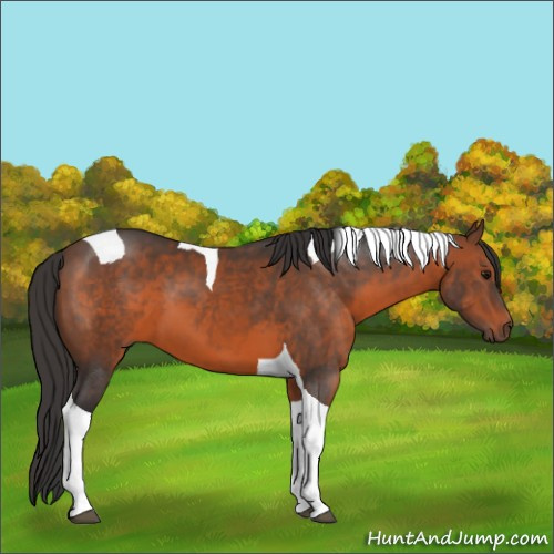 Horse Color:Brown Tobiano