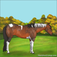 Horse Color:Brown Tobiano 