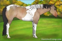 Horse Color:Brown Dun Tobiano Rabicano