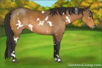 Horse Color:White Spotted Buckskin