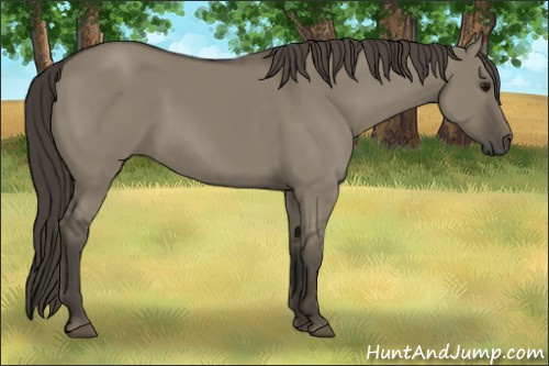 Horse Color:Smoky Grullo Frame 
