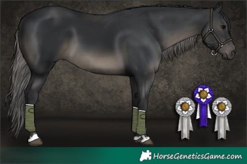 Horse Color:Black 