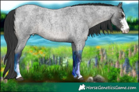 Horse Color:Blue Roan Sabino