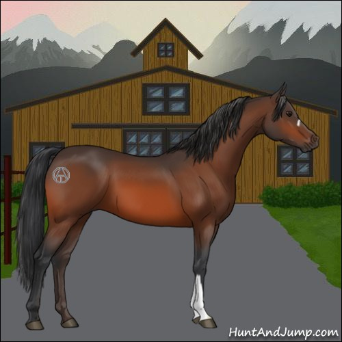 Horse Color:Bay 