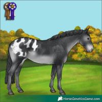 Horse Color:White Spotted Black Chinchilla Appaloosa