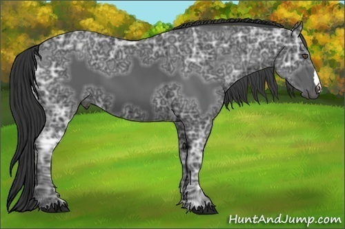 Horse Color:Black Ice
