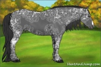 Horse Color:Black Ice 