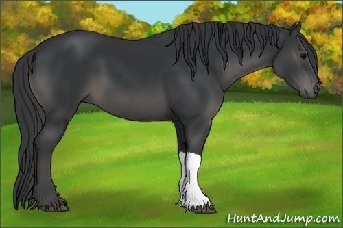 Horse Color:Black 