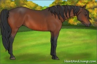 Horse Color:Brown Rabicano  and Brown Rabicano 