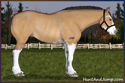 Horse Color:Buckskin Dun Sabino Rabicano 