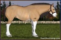 Horse Color:Buckskin Dun Sabino Rabicano 