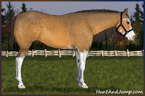 Horse Color:Buckskin Sabino 