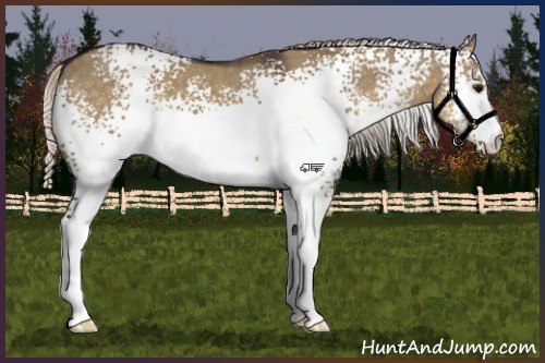 Horse Color:White Spotted Silver Smoky Grullo