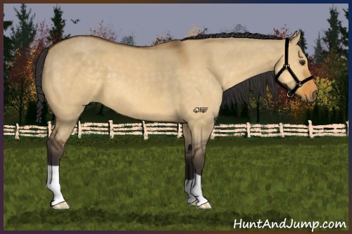 Horse Color:Buckskin Dun 