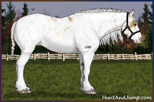 Horse Color:Silver Buckskin Dun Sabino Appaloosa 