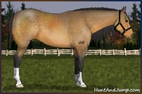 Horse Color:Buckskin 