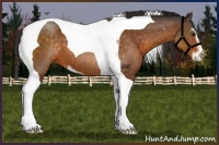 Horse Color:Buckskin Sabino Tobiano 