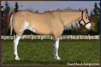 Horse Color:Silver Buckskin Dun Sabino 