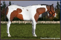 Horse Color:Bay Tobiano 