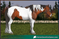 Horse Color:Brown Tobiano 