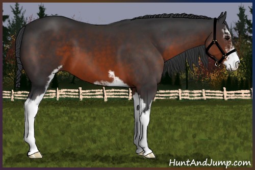 Horse Color:Brown Sabino 