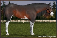 Horse Color:Brown Sabino