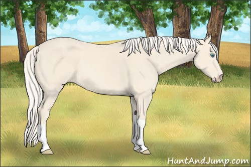 Horse Color:Cremello Tobiano 