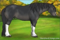 Horse Color:Black 