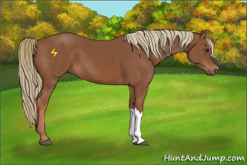 Horse Color:Chestnut 