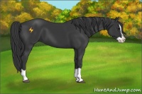 Horse Color:Black Splash