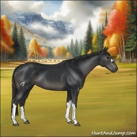 Horse Color:Black 