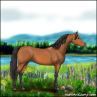 Horse Color:Bay 