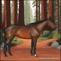 Horse Color:Bay 
